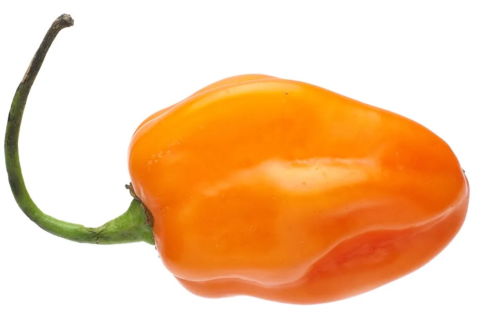 Habanero Pepper
